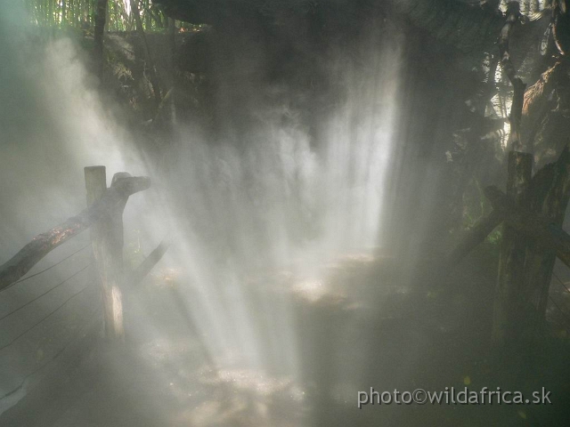 congo forest 1.jpg - Light effects.